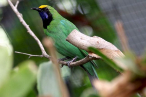 Золота листівка - яскравий пернатий критий мешканець Золота листівка - яскравий пернатий критий мешканець